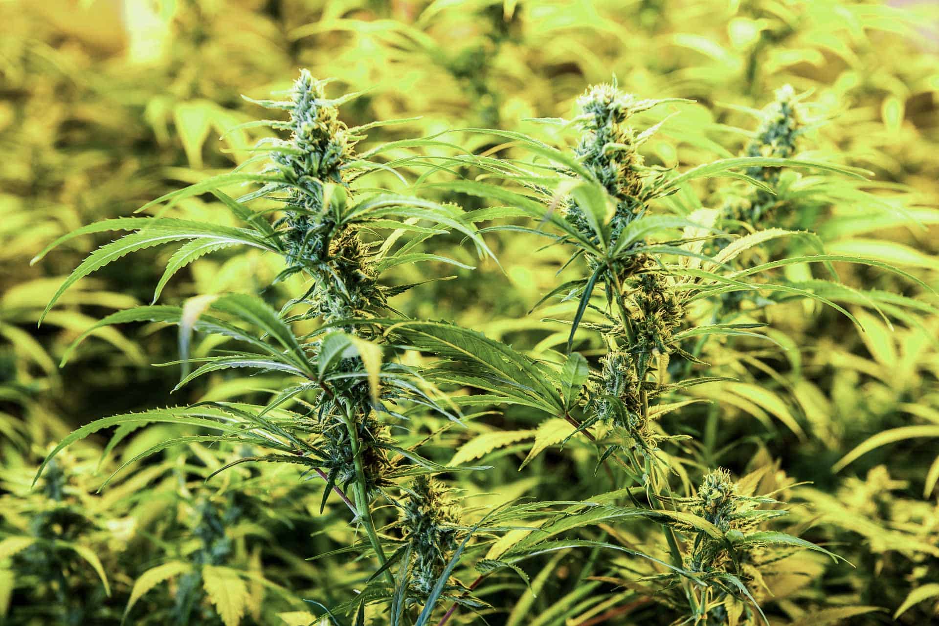 First Class CBD Cannabis Home First Class CBD Cannabis Home 5