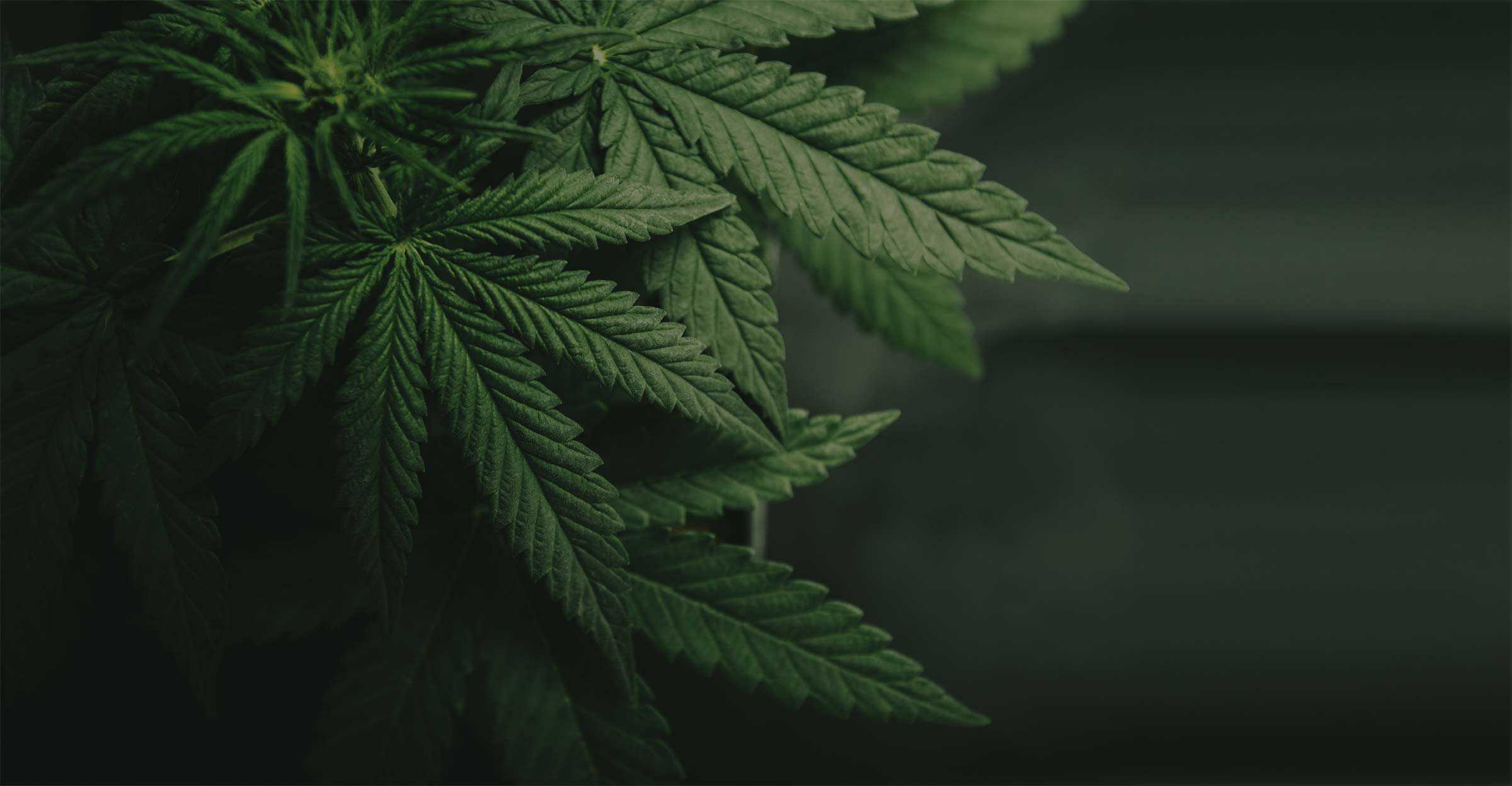 First Class CBD Cannabis Home First Class CBD Cannabis Home 7