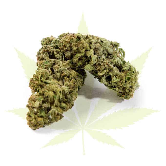 firstclass CBD cannabis4