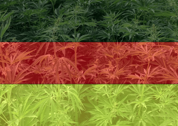 Cannabis Reform Deutschland dank legalen Eigenanbau und Modellversuchen