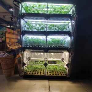 firstclass CBD - CannaTrade2023 10