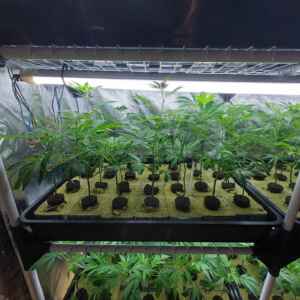 firstclass CBD - CannaTrade2023 10