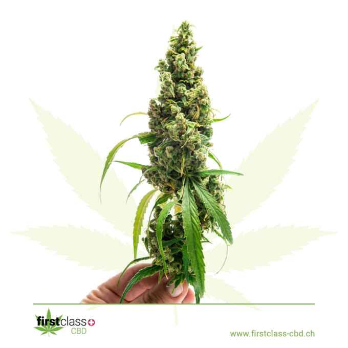 Produktbild von Canna Sue CBD Blüte – erhältlich bei firstclass CBD Schweiz