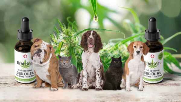 Bild mit drei Hunde und zwei Katzen sowie zwei CBD-Öl Fläschen im Hinterfrund eine Hanfpflanze