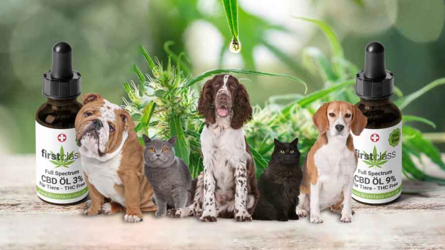 Bild mit drei Hunde und zwei Katzen sowie zwei CBD-Öl Fläschen im Hinterfrund eine Hanfpflanze