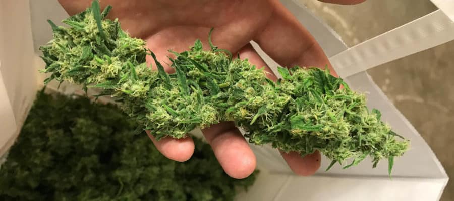 Hand mit Cannabisblüten – ideal zur Herstellung von Cannabis-Kokosöl