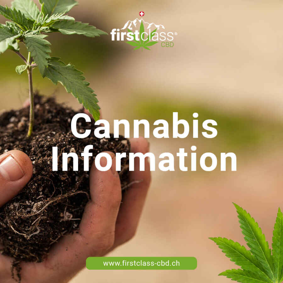 Einsatz von medizinischem Cannabis zur Schmerzlinderung in Berlin und Brandenburg