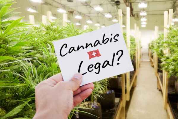 Wird Cannabis legal – Firstclass CBD berichtet