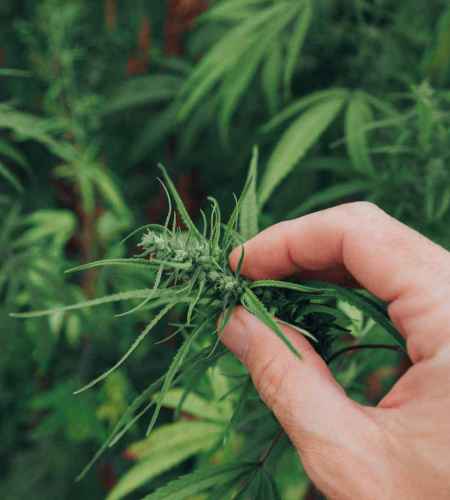 CBD Öl für Tiere 13 CBD Blüten