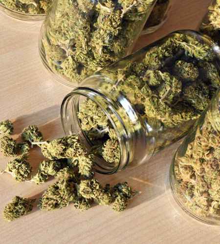 CBD Öl für Tiere 12 CBD Blüten